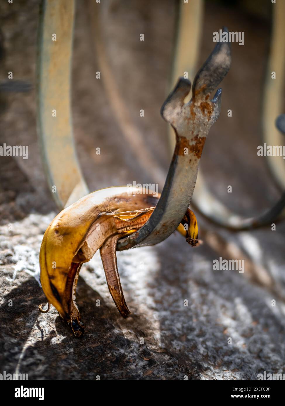 La buccia di banana invecchiata è appesa forlamente a una recinzione logora che evoca temi di negligenza e spreco, provocando contemplazione sulle conseguenze della negligenza Foto Stock