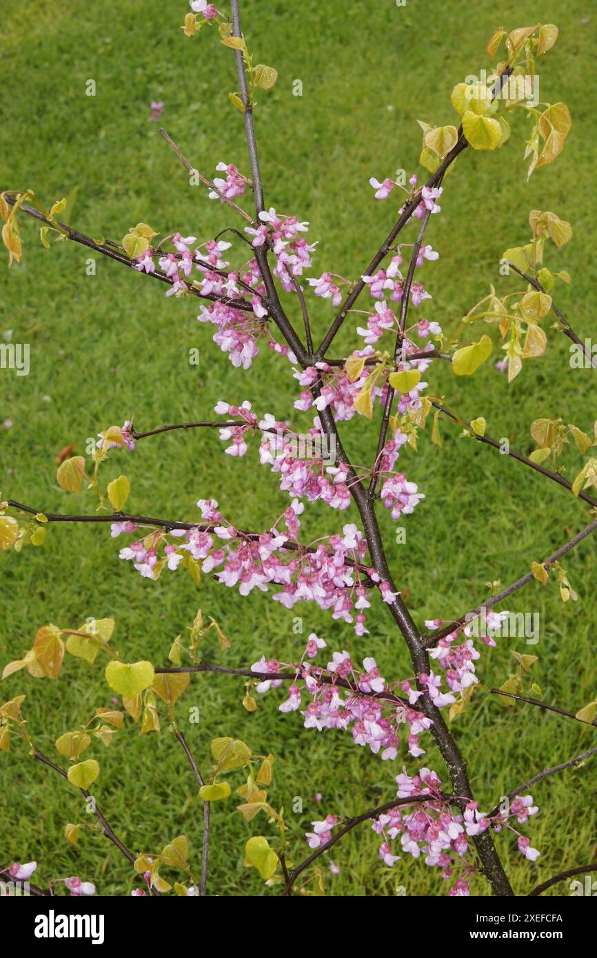 Cercis canadensis, albero di giuda canadese Foto Stock