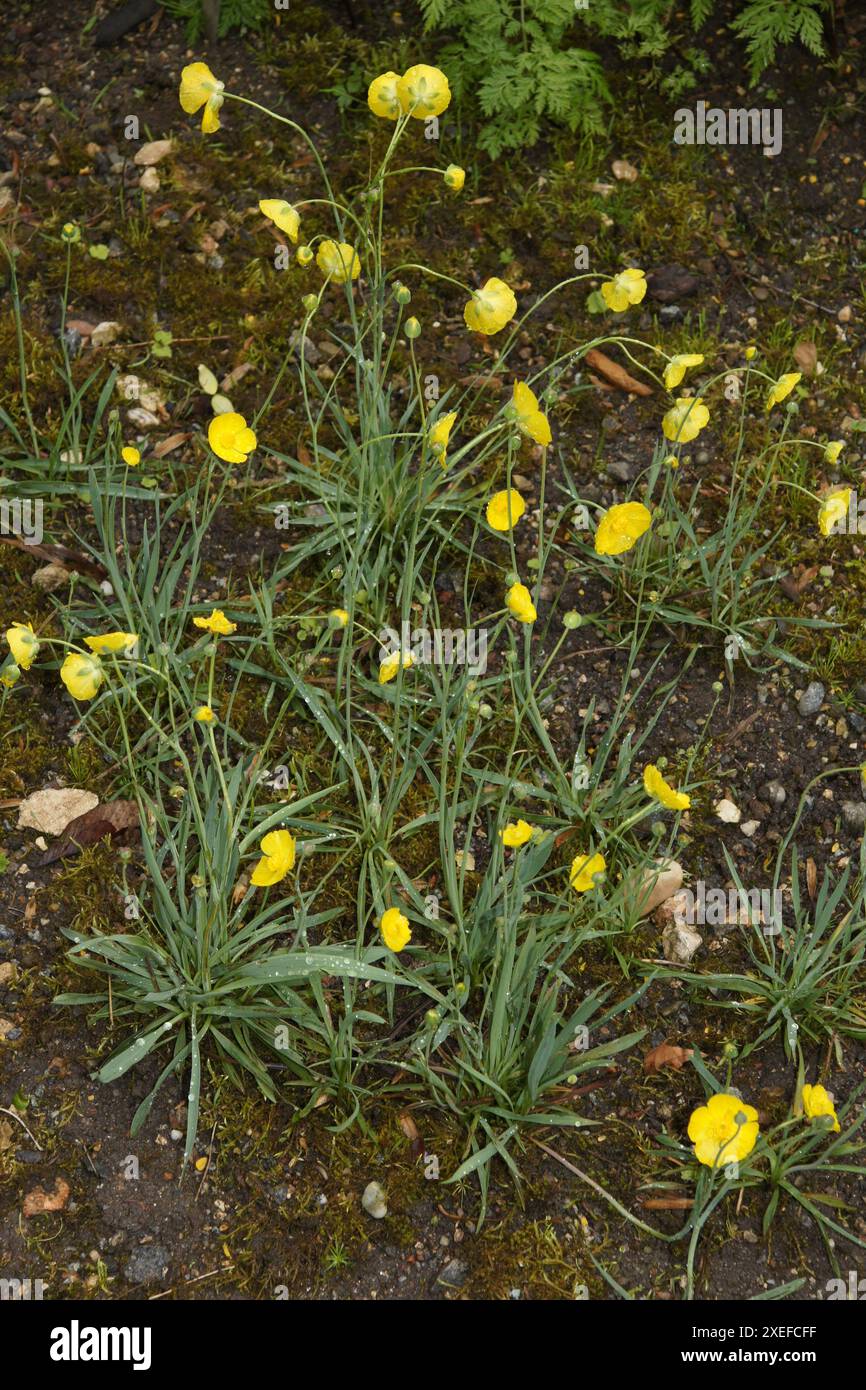 Ranunculus gramineus, Grassleaf Buttercup Foto Stock