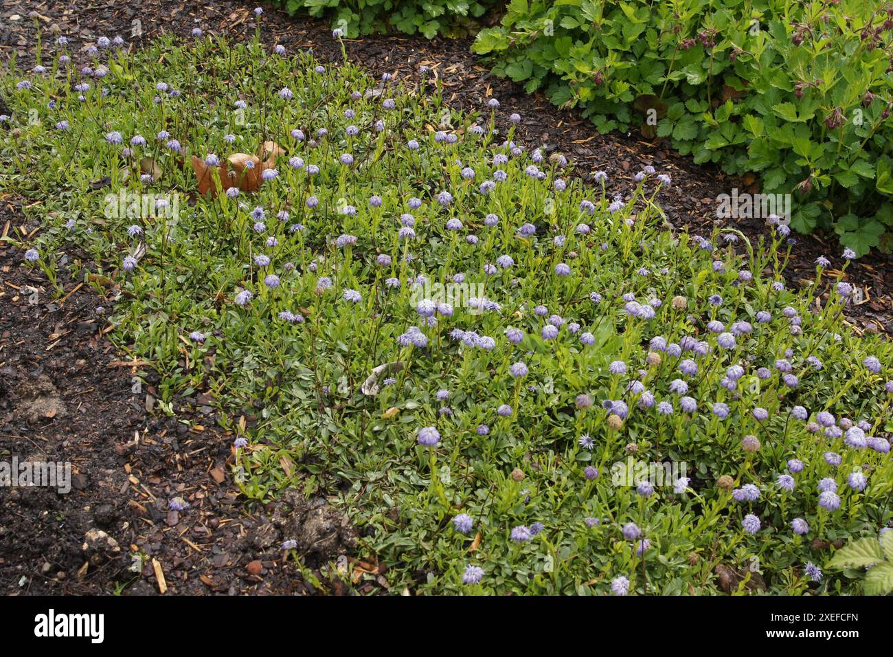 Globularia trichosantha, Syn. Globularia cordifolia, Herzblaettrige Kugelblume, Globeflower Foto Stock