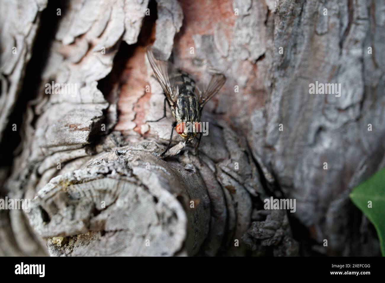 Una mosca sulla corteccia di un albero Foto Stock