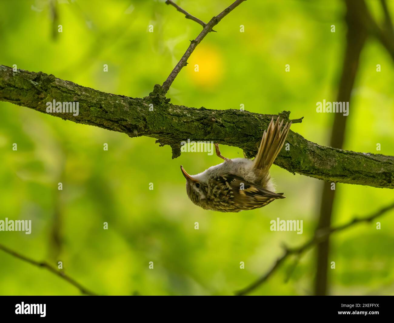 Treecreeper eurasiatico su un ramo di albero, sfondo verde. Foto Stock