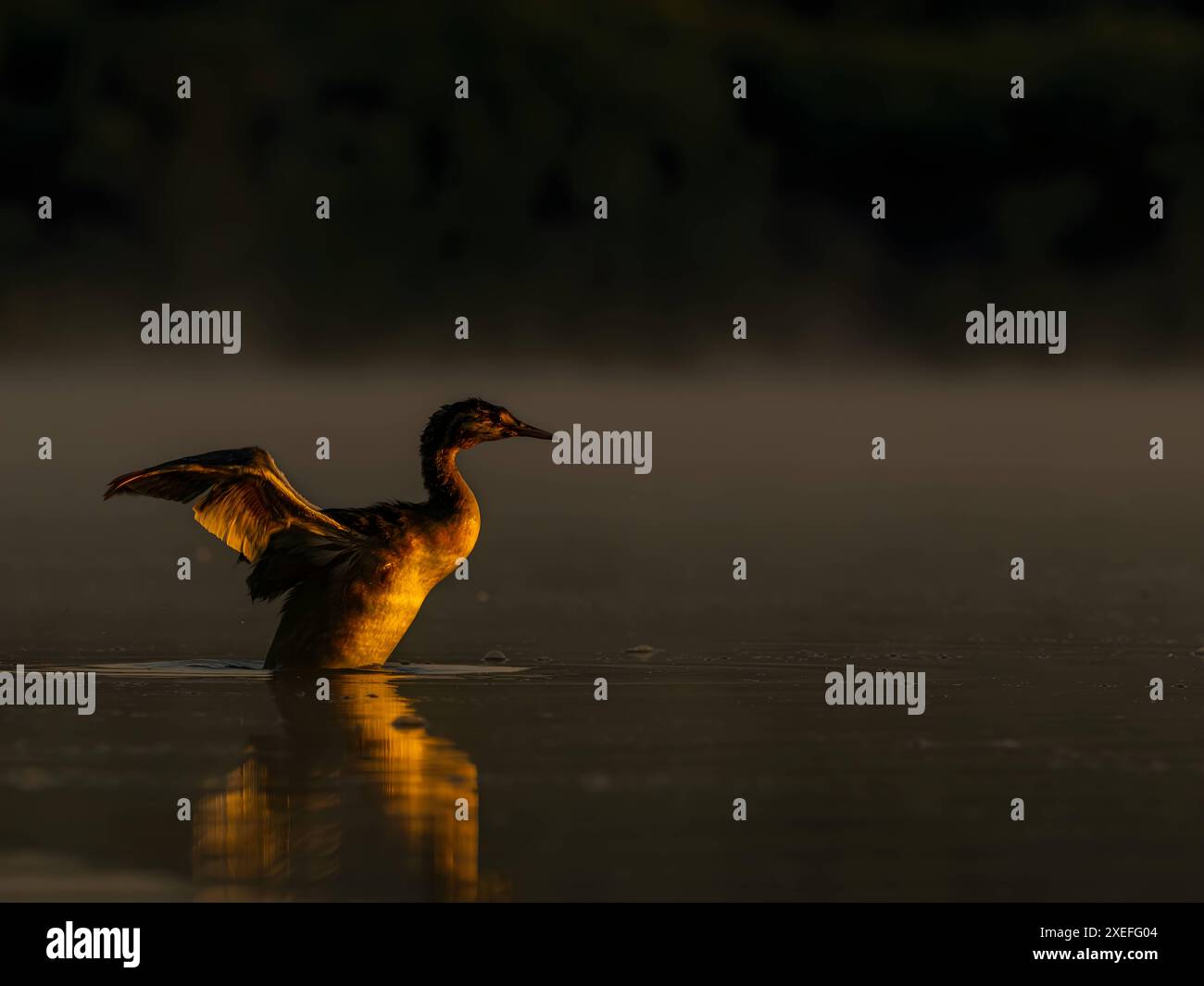 Il grande Crested Grebe si sta preparando per il volo. Foto Stock