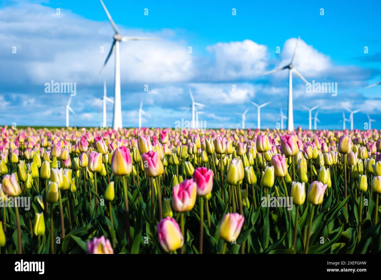 Un campo vibrante pieno di un'abbagliante gamma di tulipani rosa e gialli che ondeggiano dolcemente nel vento, creando un ambiente tranquillo e colorato Foto Stock