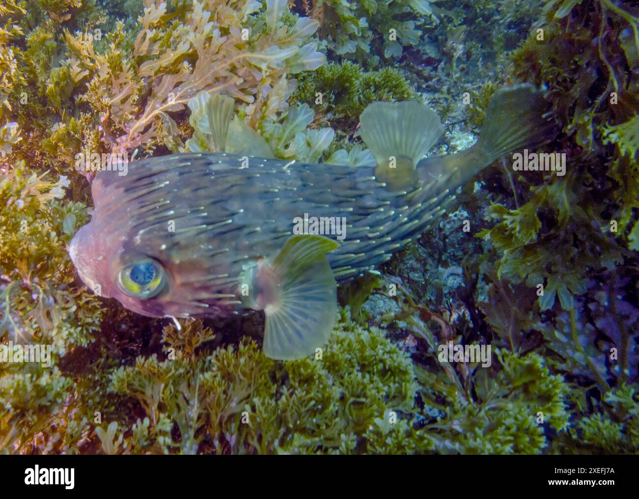 Un Porcupinefish (Diodon holocanthus) nella Baja California Sur, Messico Foto Stock