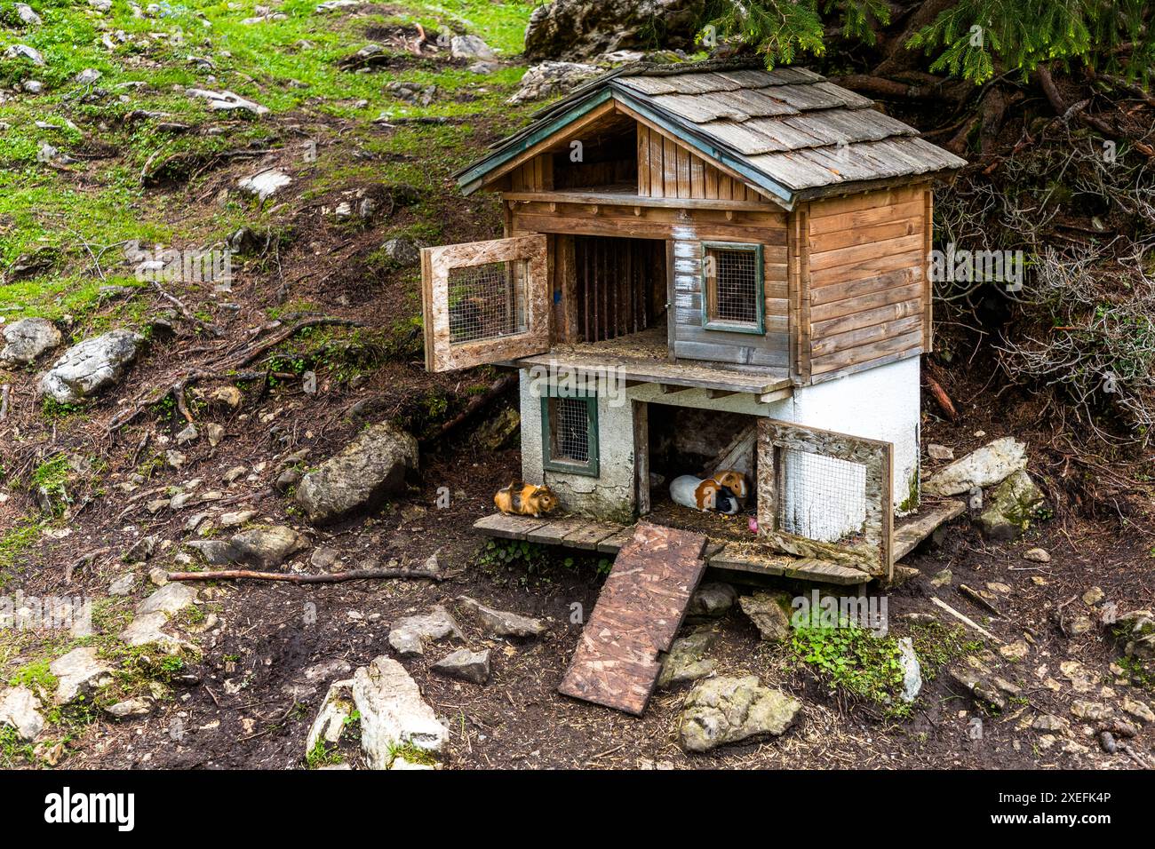 Il recinto per porcellini d’India sulla Filzmoosalm vicino a Großarl, Salisburgo, Austria, è costruito come un pollaio in legno a due piani con una rampa. Due porcellini d’India sono seduti nella parte inferiore, imbiancata, del recinto. Gli animali sono un’attrazione per i giovani visitatori della baita alpina. Foto Stock