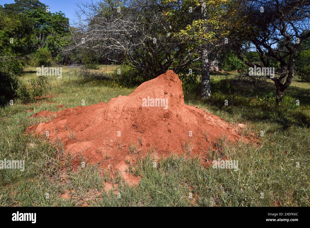 Un grande tumulo di termiti in una riserva naturale nello Zimbabwe, aprile 2024. Credito: Vuk Valcic/Alamy Foto Stock