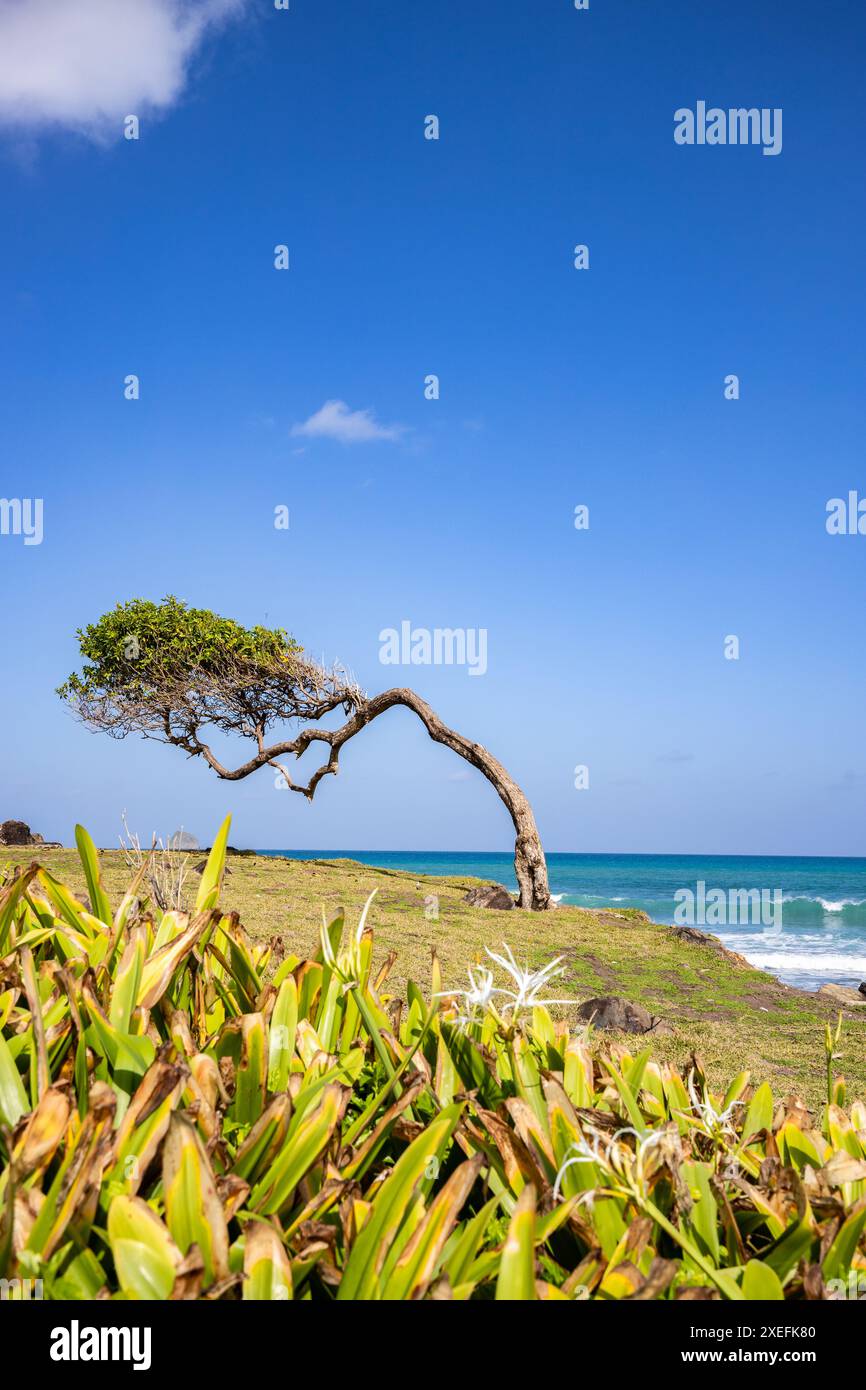 Alberi nel vento, un prato vicino al mare. Alberi unici crescono sulla spiaggia. Pointe Allegret, Guadalupa Foto Stock