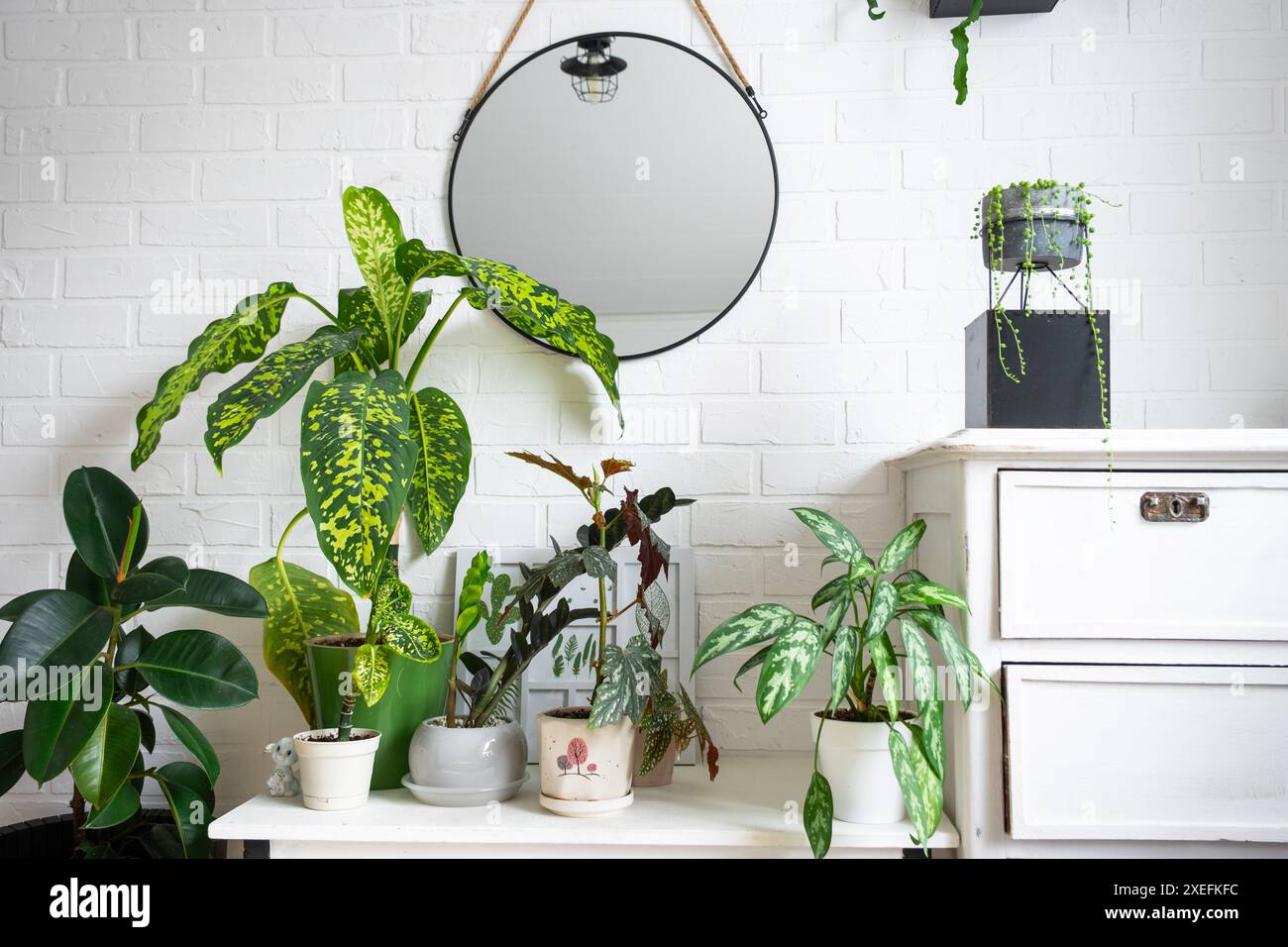 Dieffenbachia Chita con grandi foglie variegate in un interno in stile loft bianco. Coltivare piante interne decorative in una pentola Foto Stock