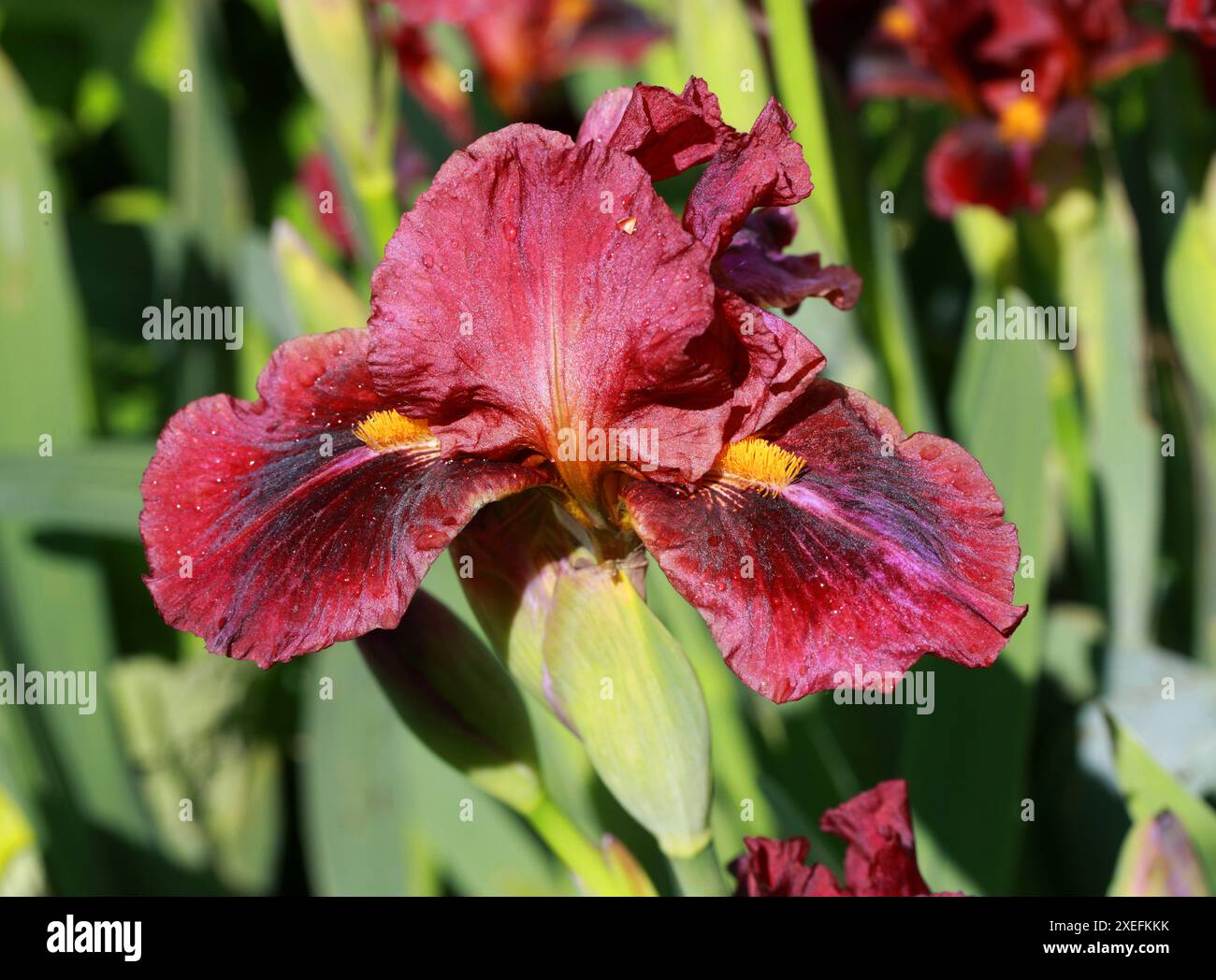 Bearded Iris "Red Zinger", Iridaceae. Un Iris perenne rizomatoso con fiori rossi scuri profumati, voluminosi e vellutati. Foto Stock