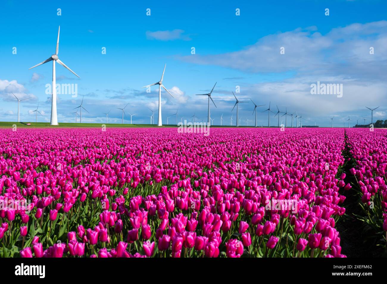 Un vasto campo di tulipani rosa che ondeggiano nella brezza primaverile, con i tradizionali mulini a vento in piedi sullo sfondo Foto Stock