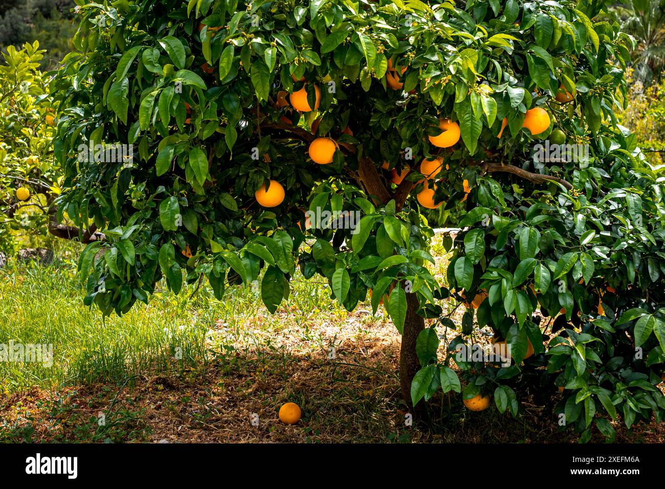 Piccolo arancio a Sóller, Maiorca, con arance mature al sole, che mettono in risalto la frutta fresca e le foglie verdeggianti. Foto Stock