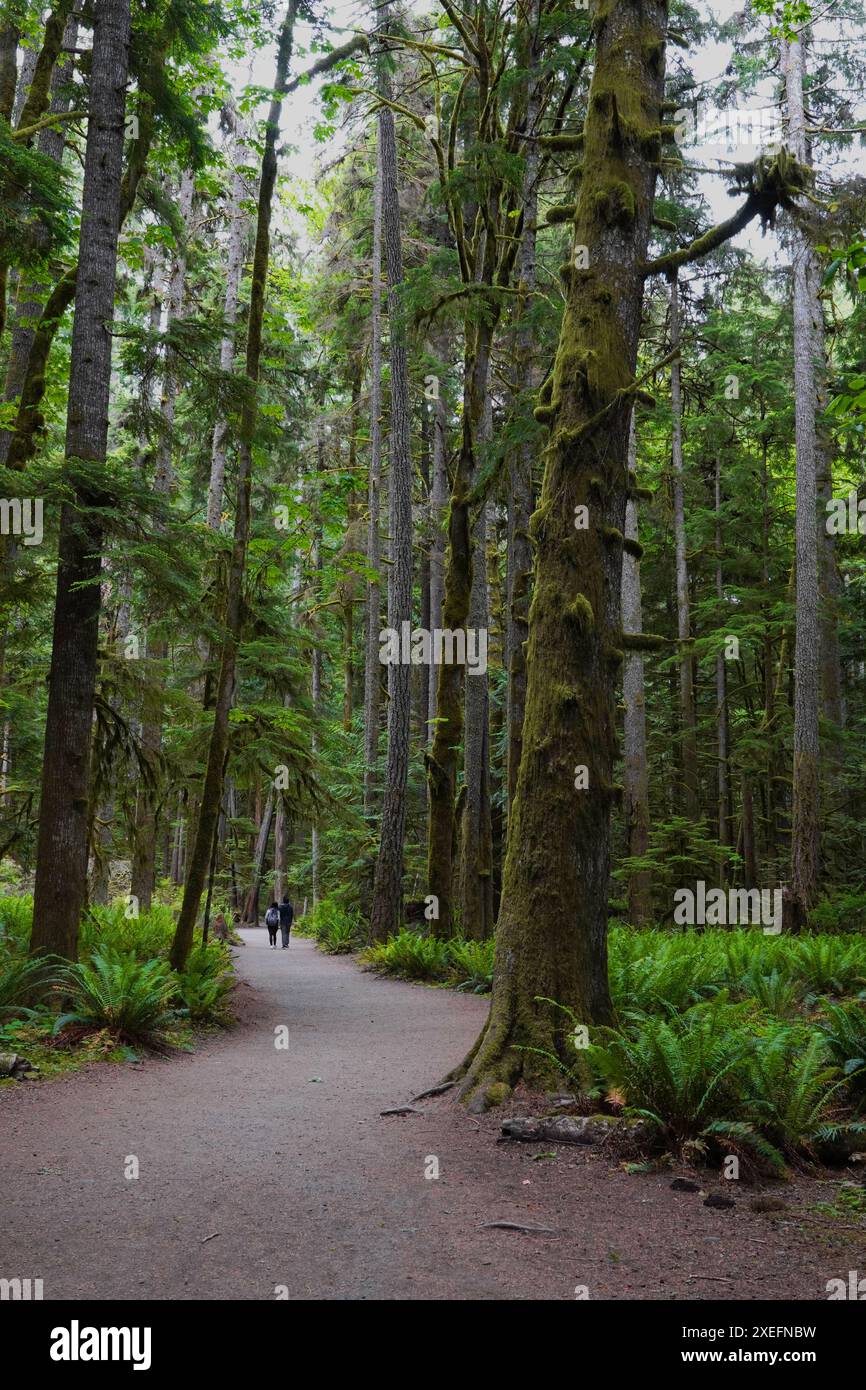 Una coppia che fa un'escursione tra gli alti alberi dell'Olympic National Park di Washington Foto Stock