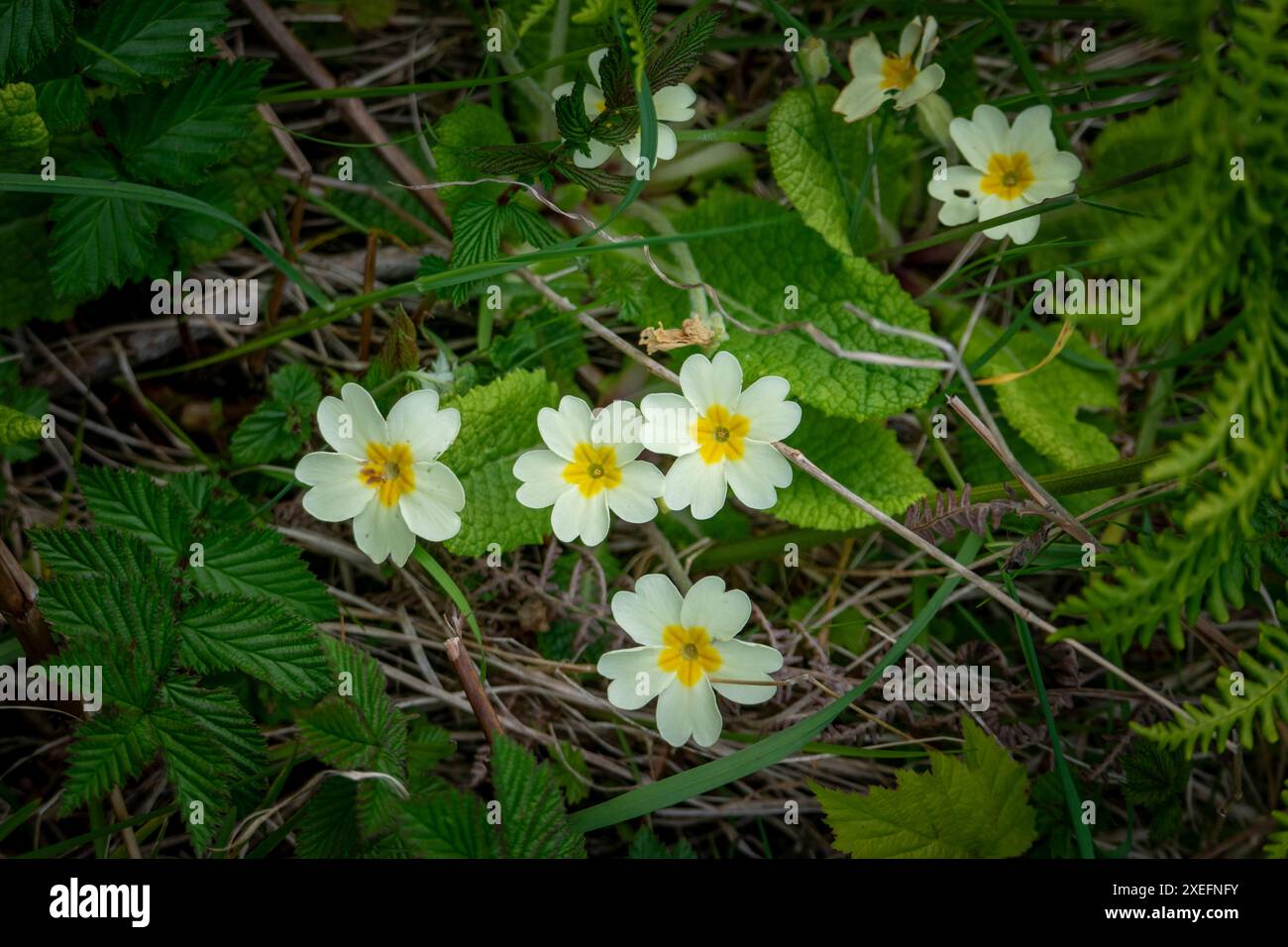 primula vulgaris selvatica fotografata in estate nel nord-ovest della Scozia Foto Stock