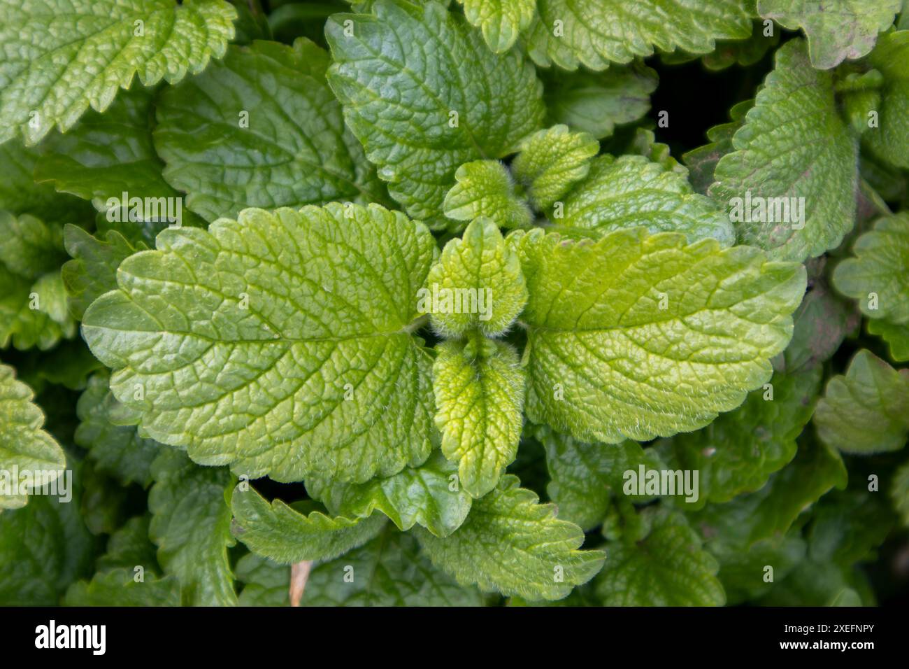 Balsamo verde fresco con foglie di limone Foto Stock