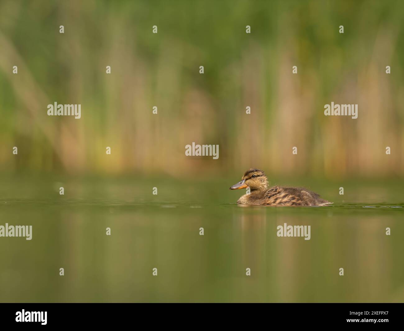 L'anatra selvatica galleggia sull'acqua. Foto Stock