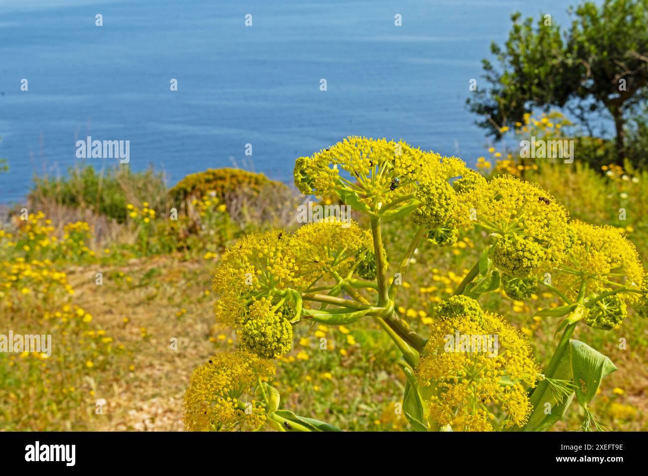 Paesaggio nella riserva naturale dello Zingaro in Sicilia Foto Stock