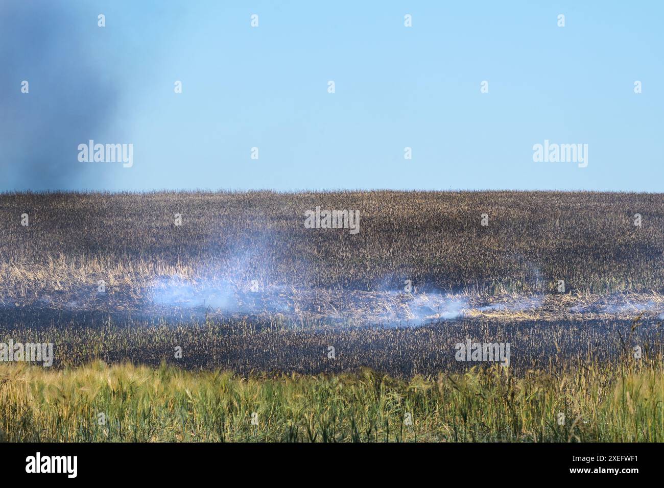 Campo agricolo bruciato, incendio del campo dopo un periodo di calore, distruzione dell'intero raccolto, effetto del riscaldamento climatico globale, copia spazio, selezionato Foto Stock