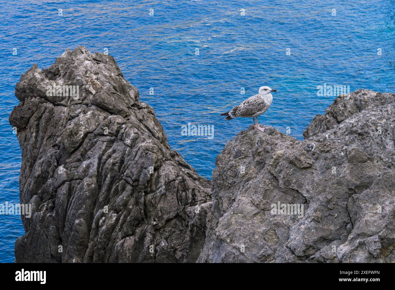 Un gabbiano bianco siede su una roccia sullo sfondo del mare blu. Paesaggi incredibili di Maiorca. Maiorca, Spagna, Isole Baleari Foto Stock