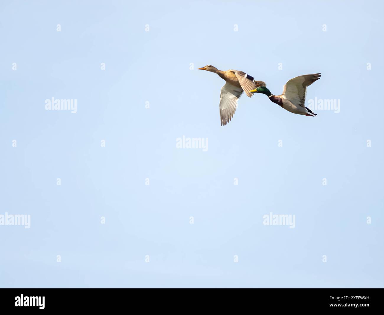 Anatra selvatica maschio e femmina in volo contro il cielo. Foto Stock