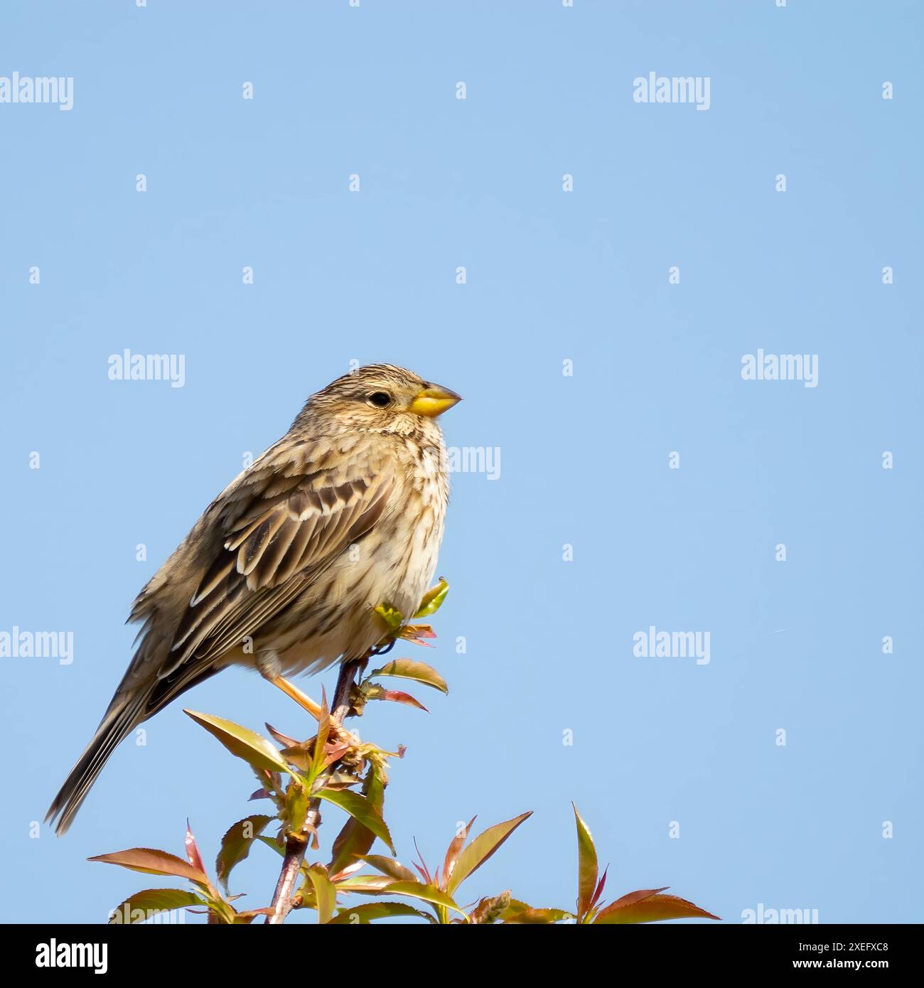 Granturco su un ramoscello, foto ravvicinata contro il cielo. Foto Stock