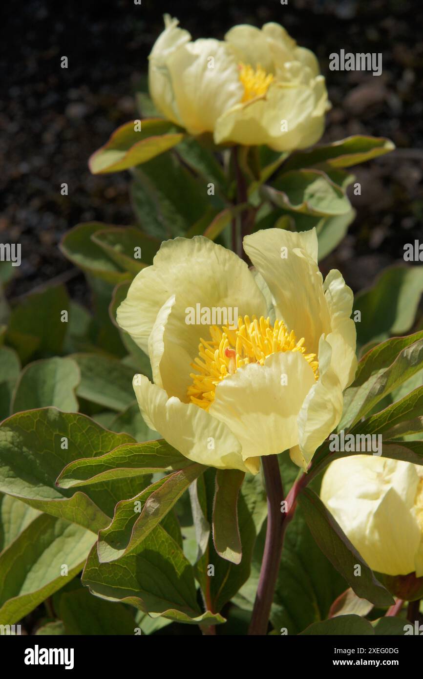 Paeonia mlokosewitschii, Peony Foto Stock