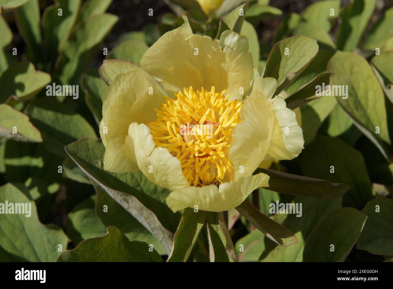 Paeonia mlokosewitschii, Peony Foto Stock