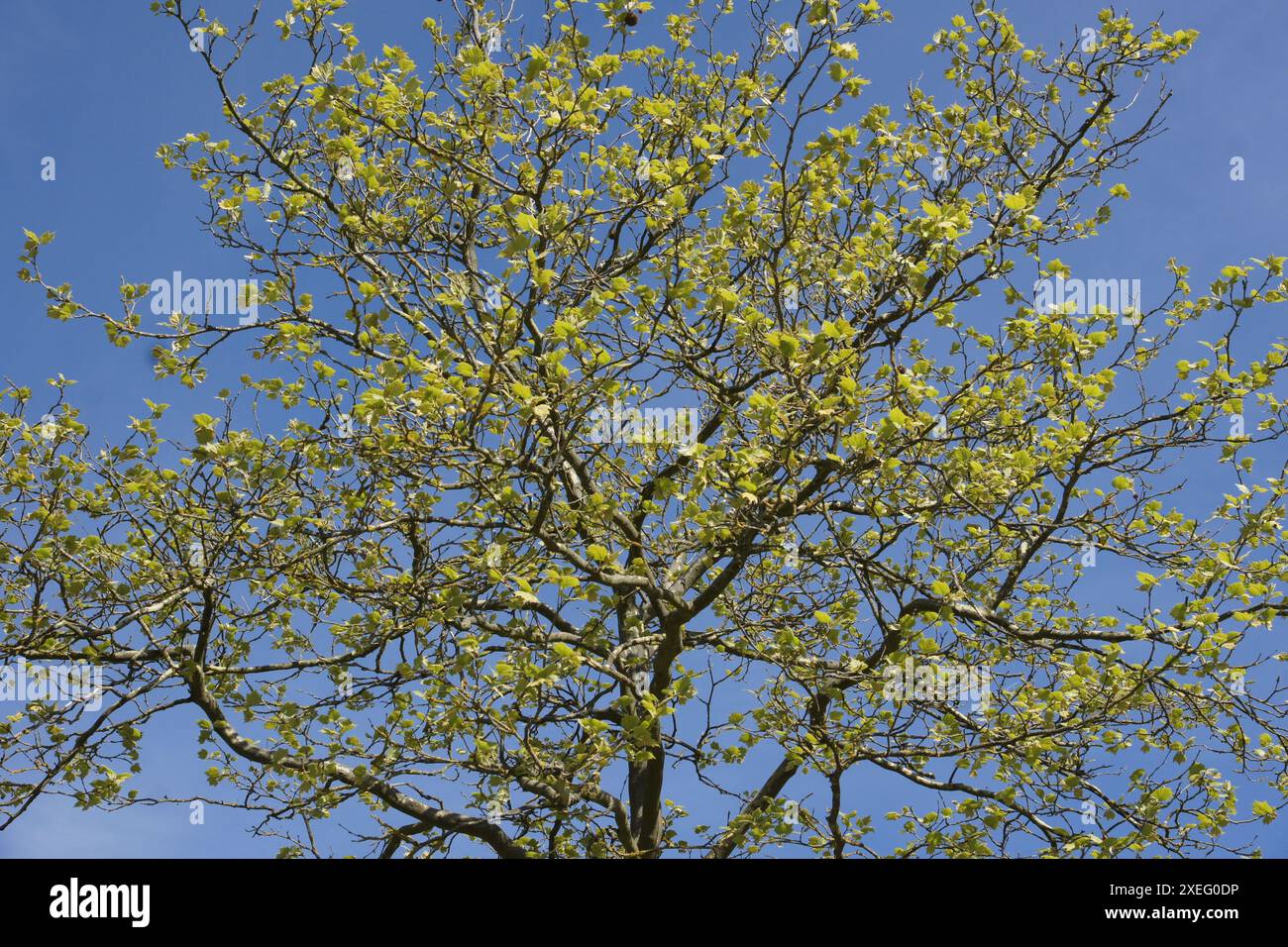 Platanus acerifolium, platano Foto Stock