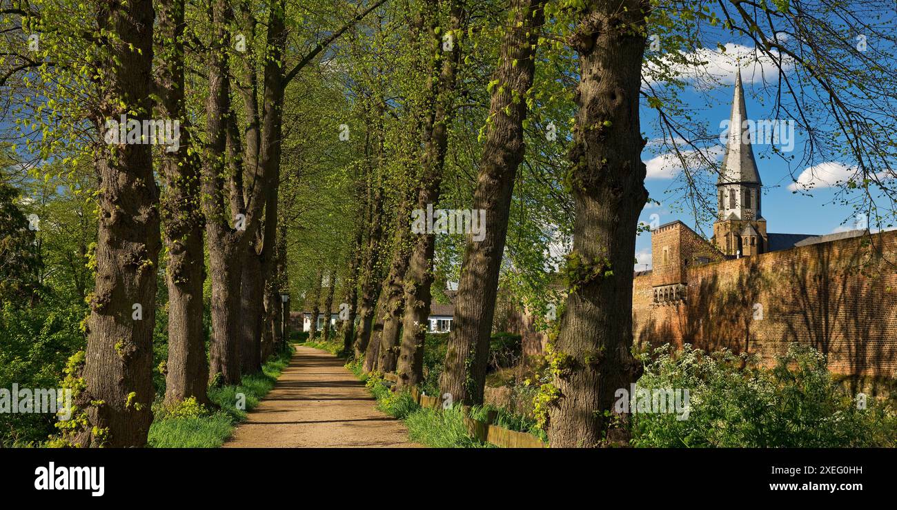 viale alberato con mura cittadine e chiesa parrocchiale di San Martinus a Zons, Dormagen, Germania, Europa Foto Stock