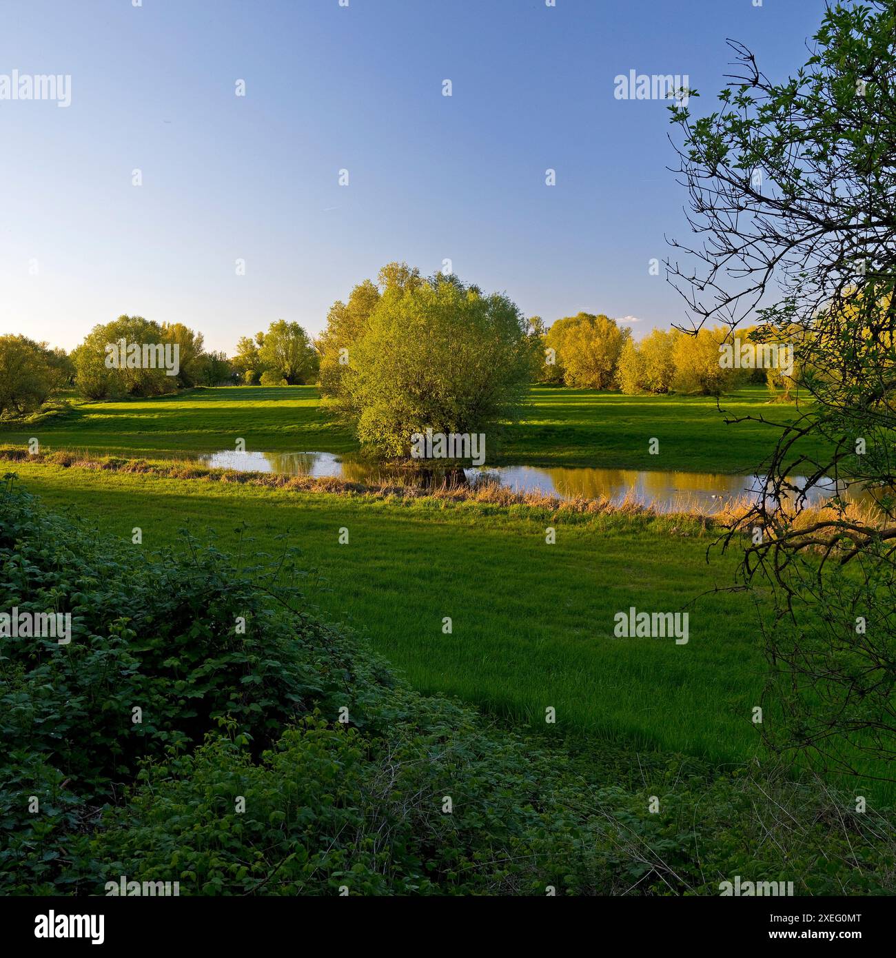 Riserva naturale Uedesheimer Rheinaue alla luce della sera, Neuss, basso Reno, Germania, Europa Foto Stock
