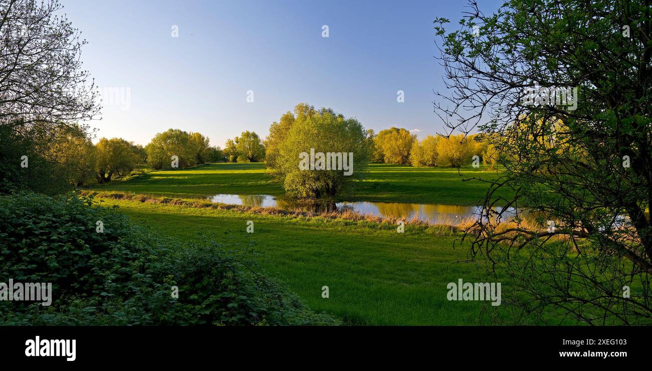 Riserva naturale Uedesheimer Rheinaue alla luce della sera, Neuss, basso Reno, Germania, Europa Foto Stock