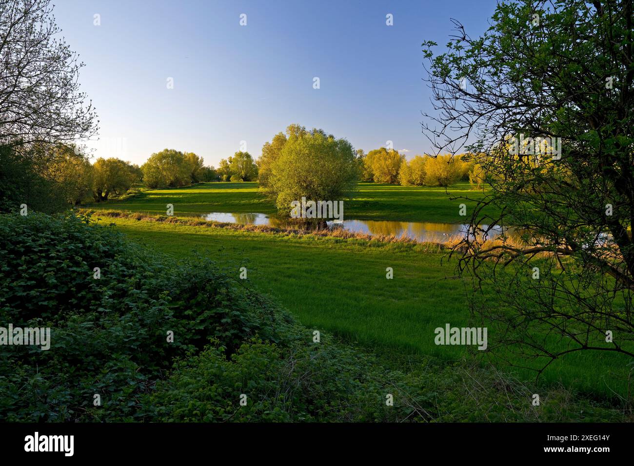 Riserva naturale Uedesheimer Rheinaue alla luce della sera, Neuss, basso Reno, Germania, Europa Foto Stock