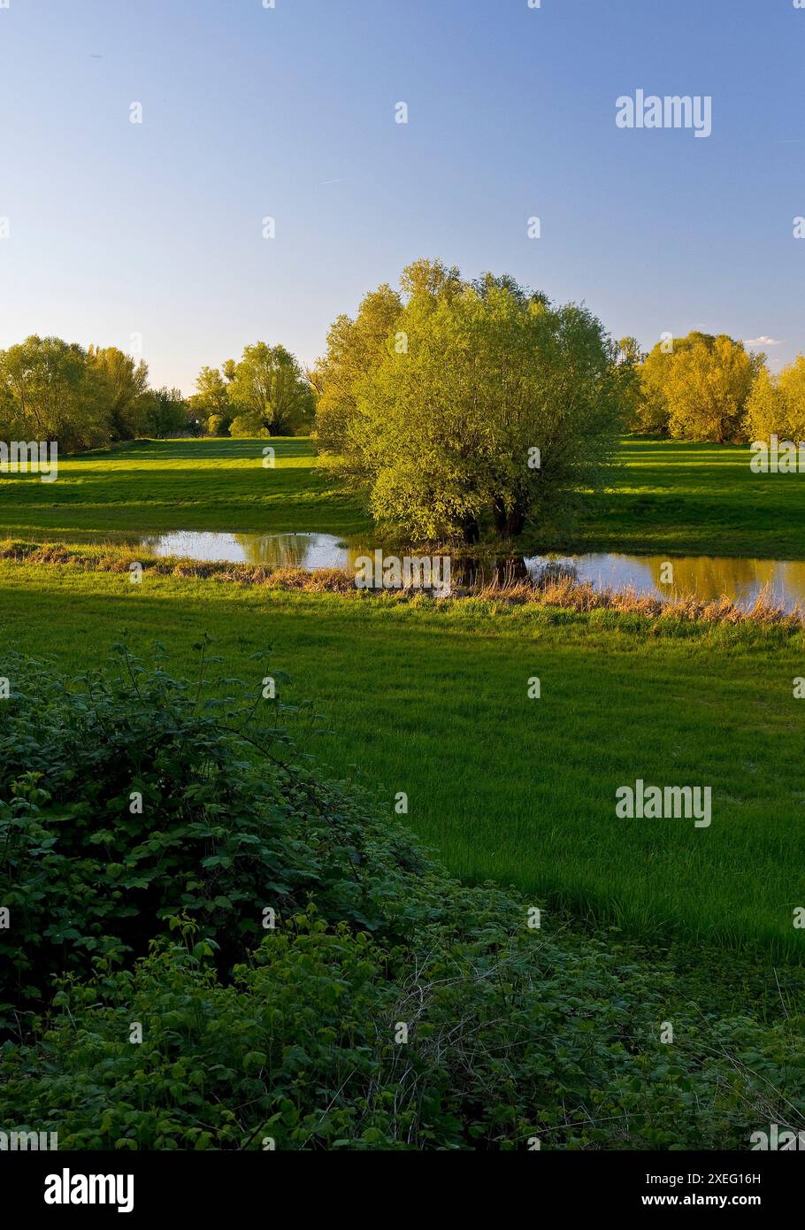 Riserva naturale Uedesheimer Rheinaue alla luce della sera, Neuss, basso Reno, Germania, Europa Foto Stock