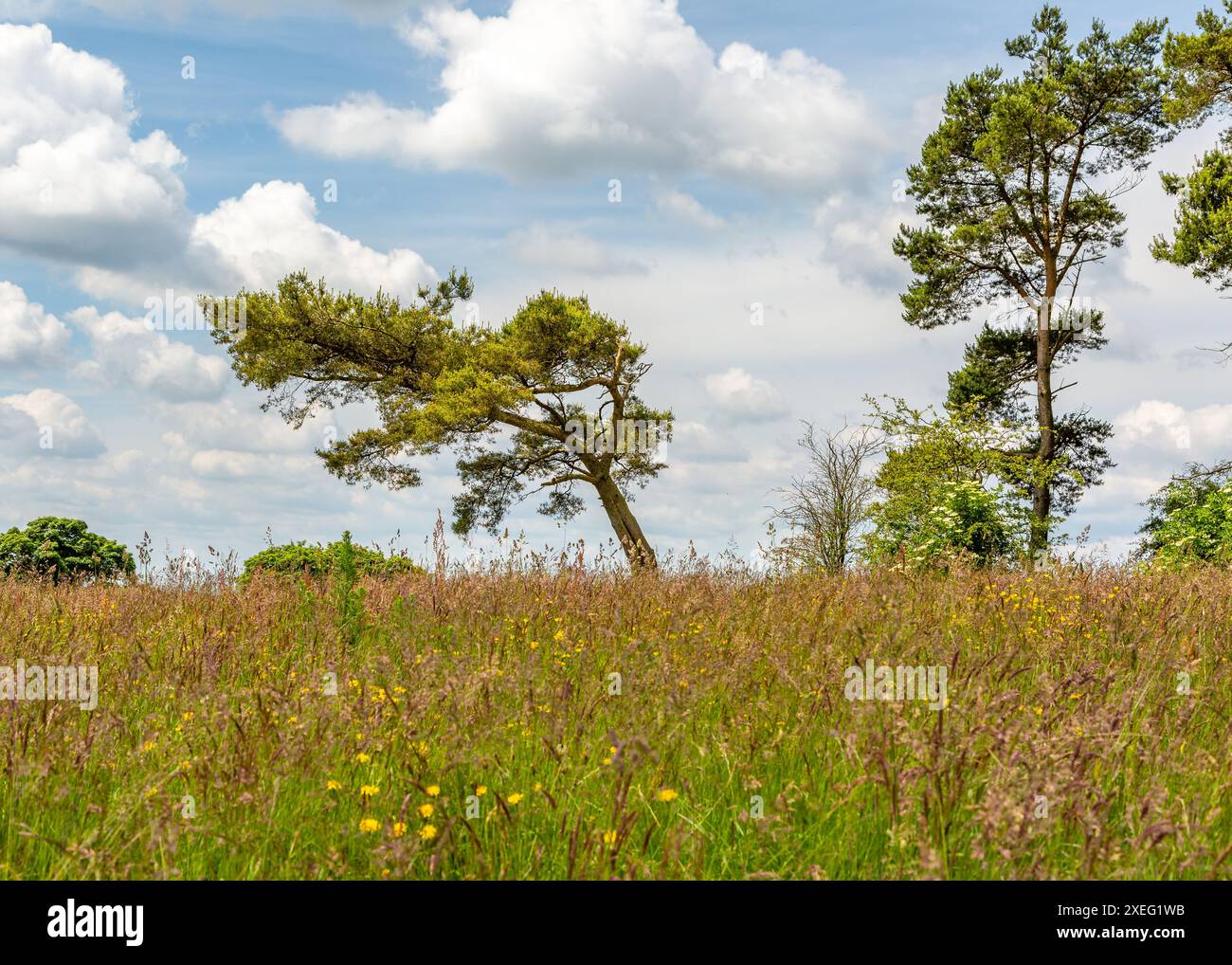Splendide vedute panoramiche all'aperto al Waseley Hills Country Park vicino a Rubery, Regno Unito. Foto Stock