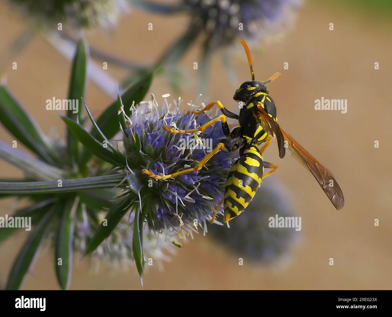 Ape sulla lavanda, foto ravvicinata. Foto Stock