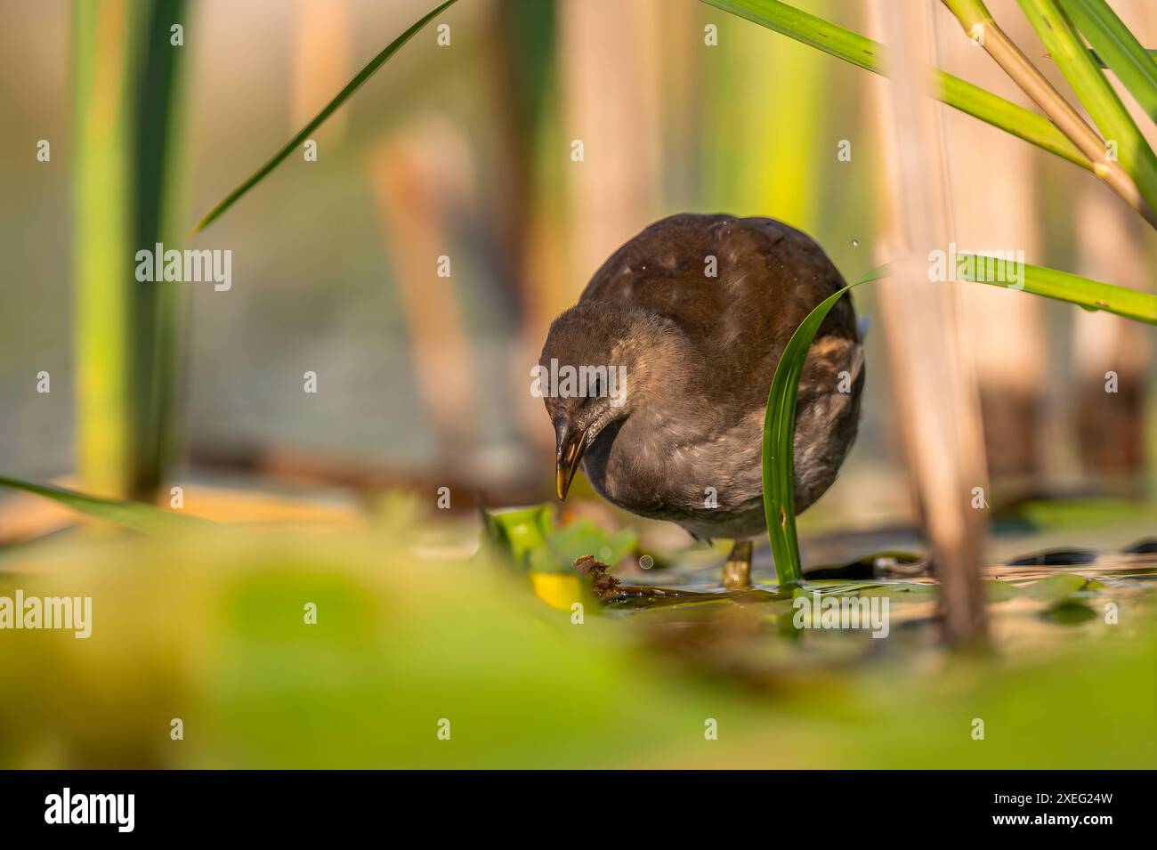 Il bambino è un pelo d'acqua comune, l'acqua è catturata in modo splendido e la vegetazione macchiata sullo sfondo. Foto Stock