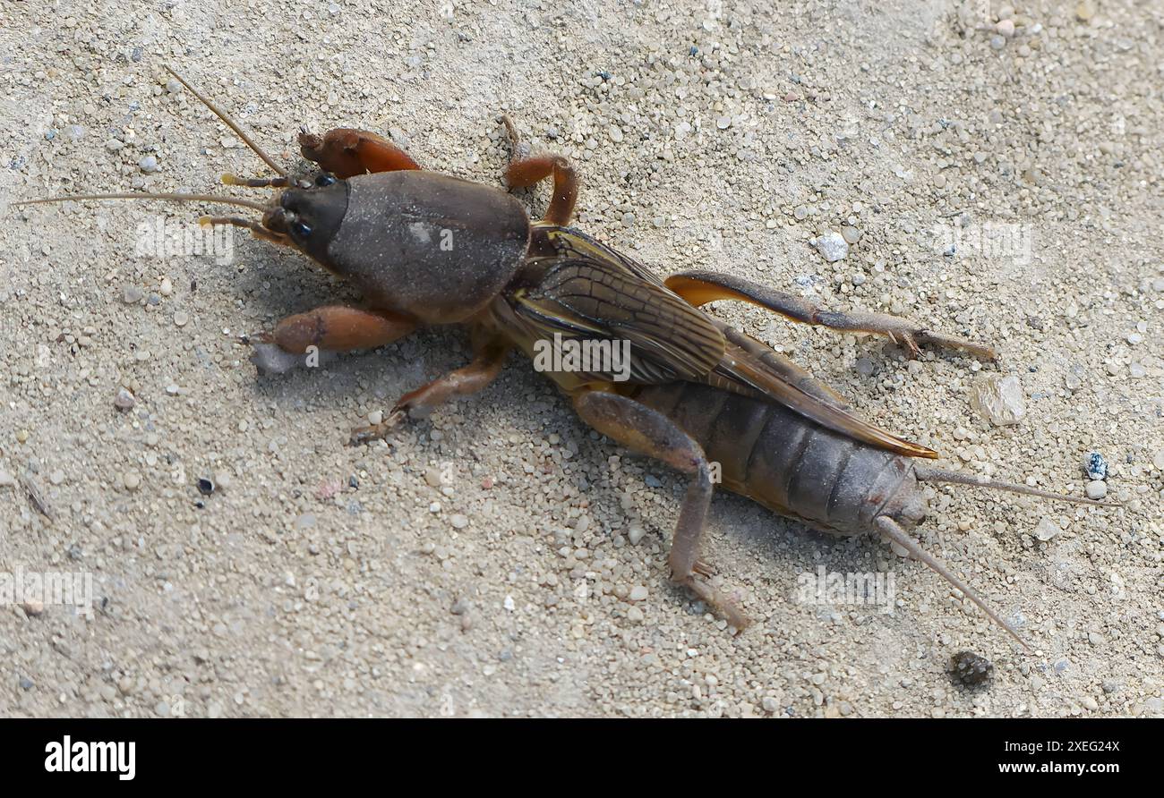 Cricket di falena europea sulla sabbia. Foto Stock