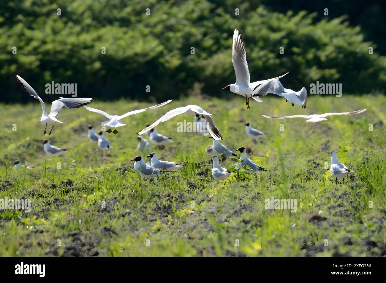 Molti gabbiani dalla testa nera che volano fuori dal campo. Foto Stock