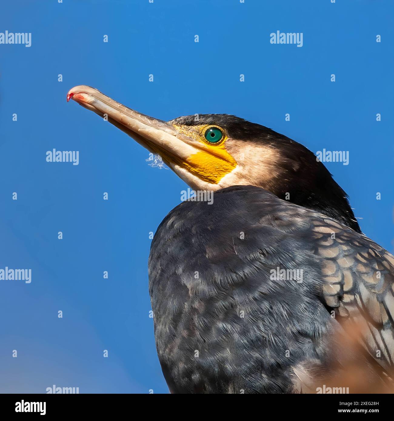 Ottimo cormorano, grande foto ritratto contro il cielo. Foto Stock