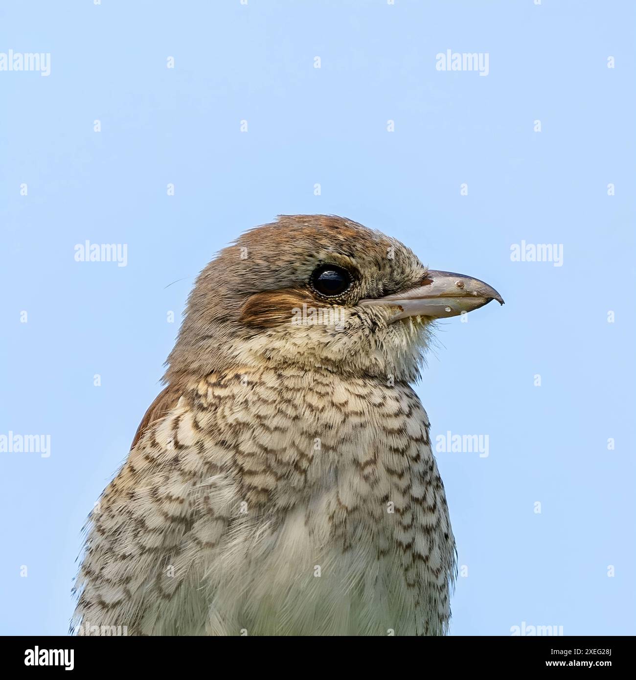 Foto ritratto shrike con retro rosso contro il cielo. Foto Stock