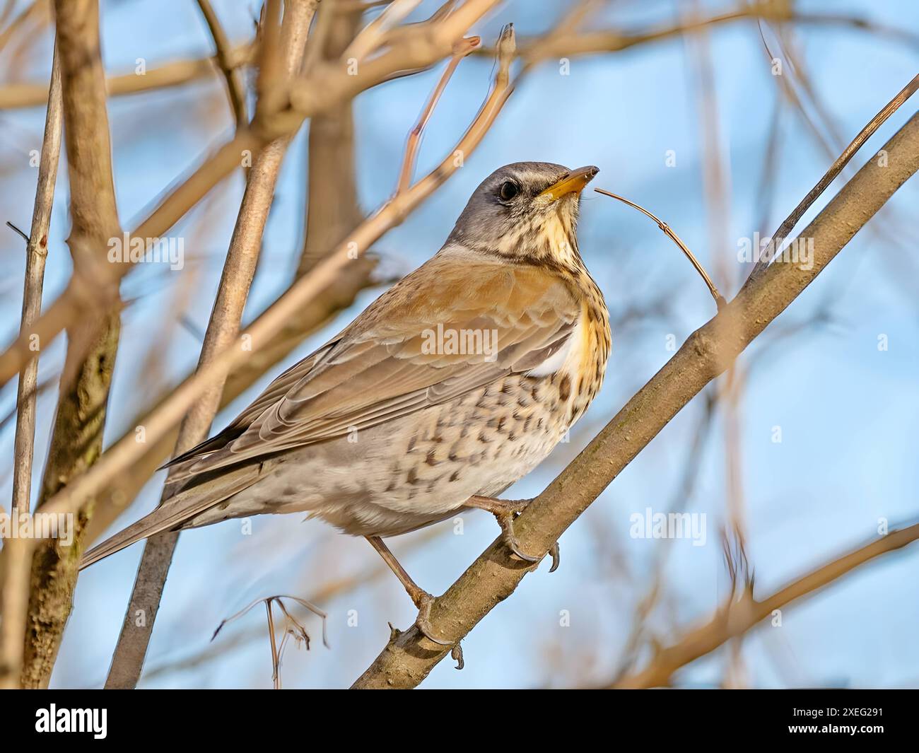 Fieldfare su una diramazione, contro il cielo. Foto Stock