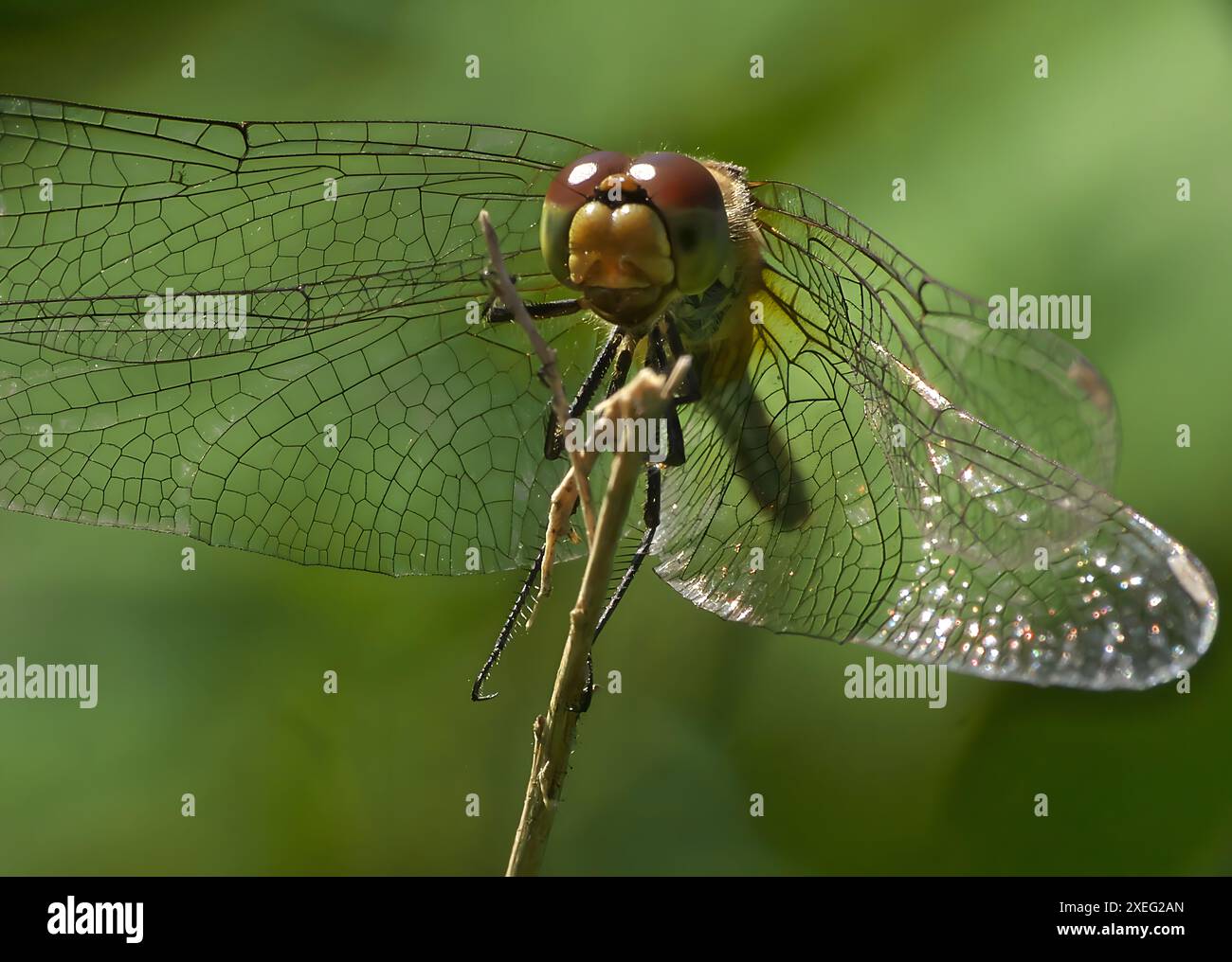 Dragonfly su un ramo foto molto ravvicinata. Foto Stock