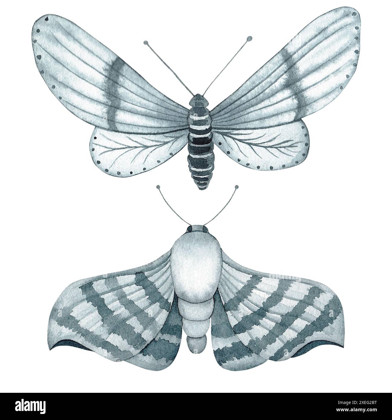 Un set sul tema delle farfalle e degli insetti dipinti ad acquerello su sfondo bianco. La combinazione di colori è monocromatica con una sfumatura di indaco. Ideale Foto Stock