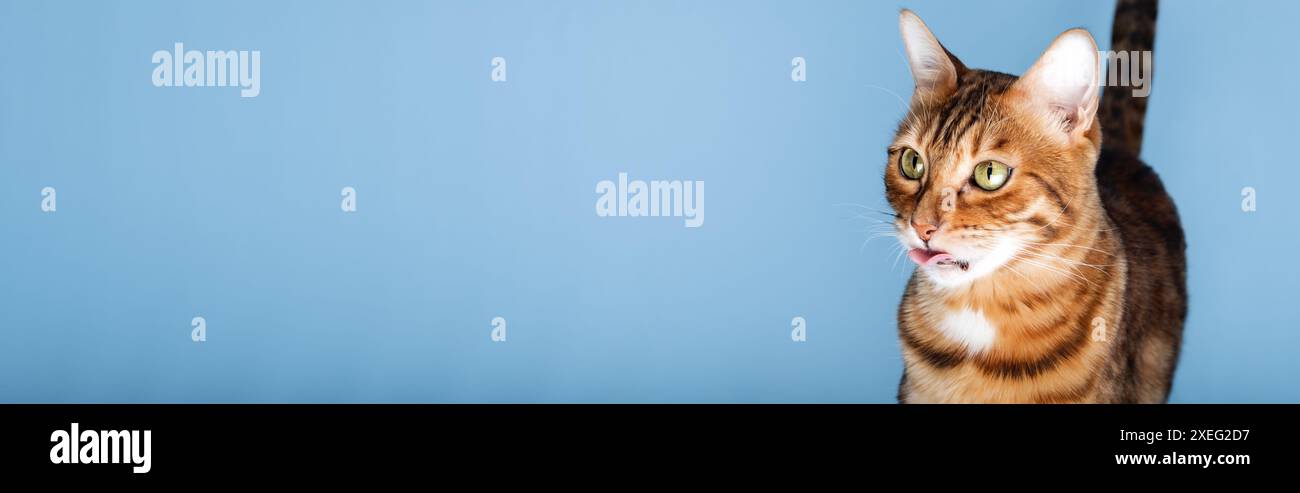 Divertente ritratto di un gatto del Bengala che mostra la sua lingua. Foto Stock