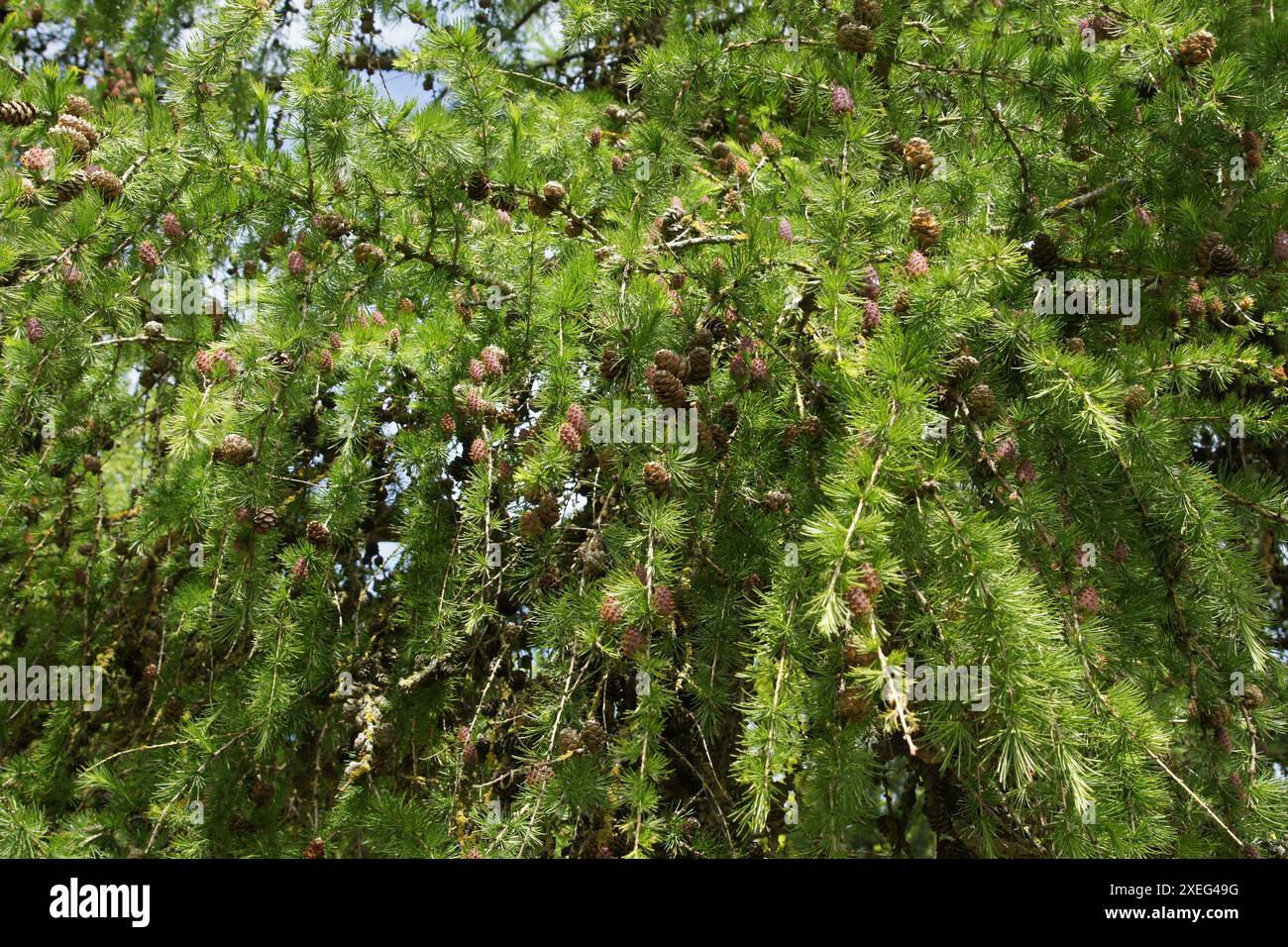Larix decidua, larice europeo Foto Stock