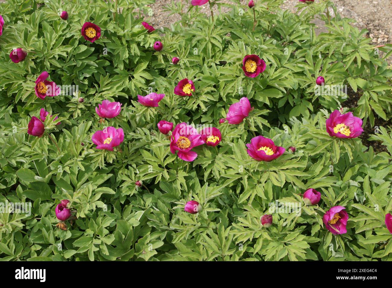 Paeonia officinalis, peonia Foto Stock