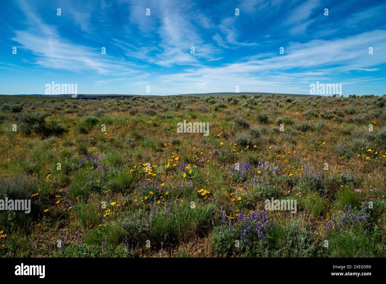 Mostra di fiori selvatici nel deserto vicino all'Owyhee Canyon Overlook dell'Oregon nel proposto Owyhee Canyonlands National Monument. Foto Stock