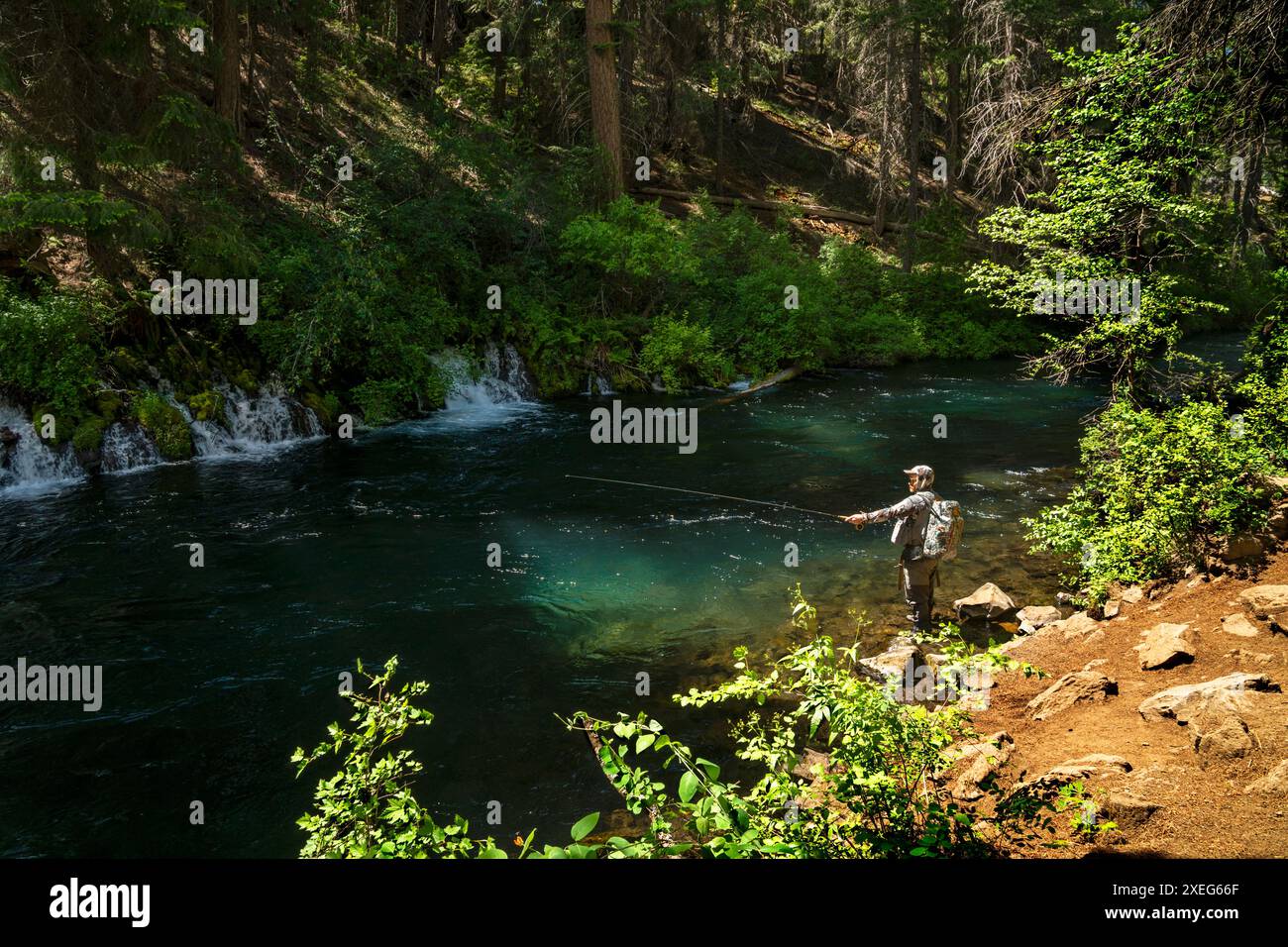 Vola nel luogo in cui l'acqua sorgiva dalla riva del famoso fiume Metolius dell'Oregon, vicino al piccolo villaggio di Camp Sherman. Foto Stock