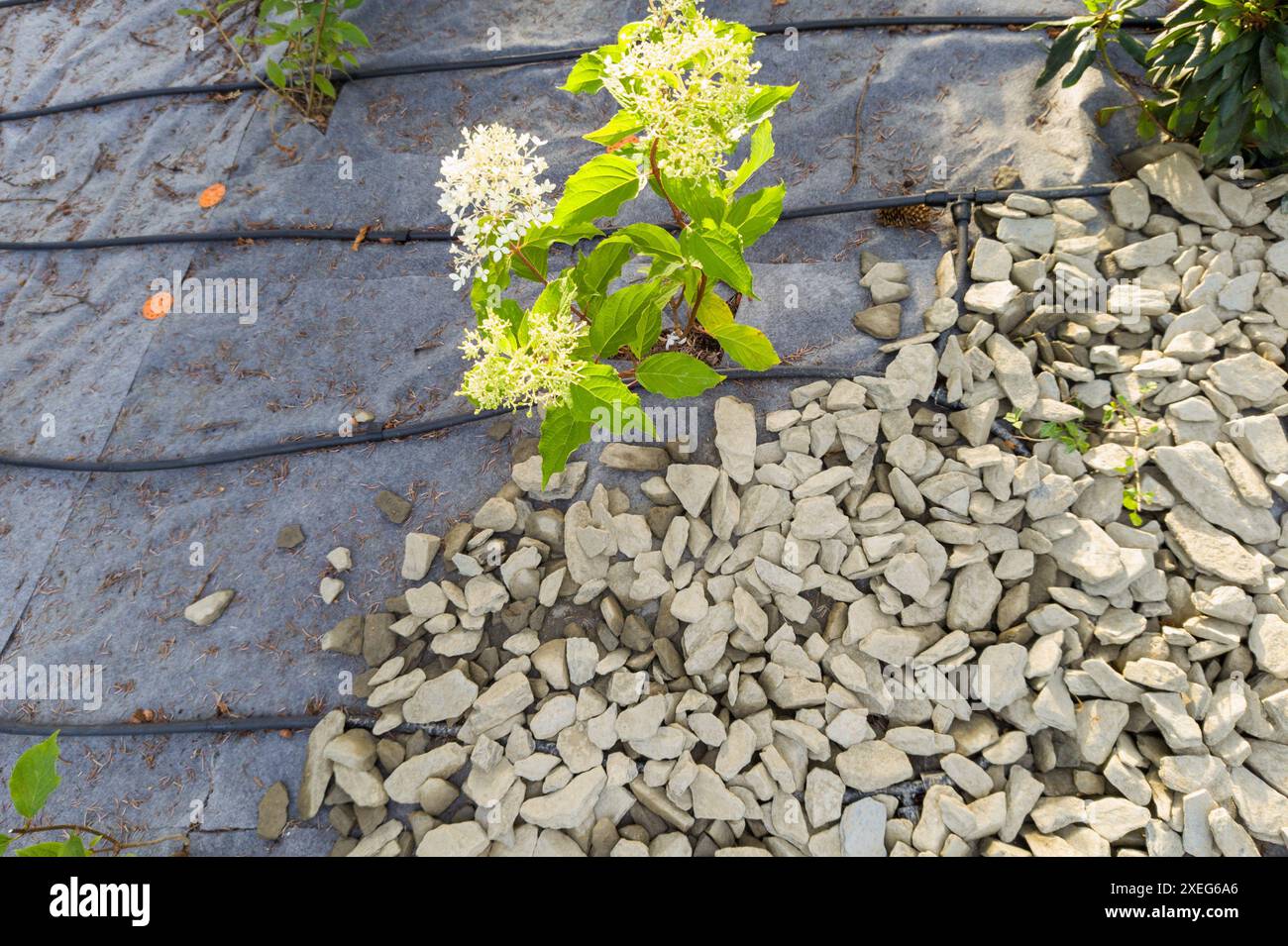 Tubi di irrigazione neri per il sistema di irrigazione da giardino Foto Stock
