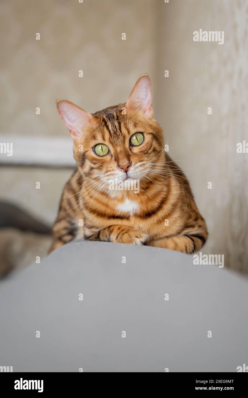 Un incantevole gatto del Bengala si trova sul divano di casa. Foto Stock